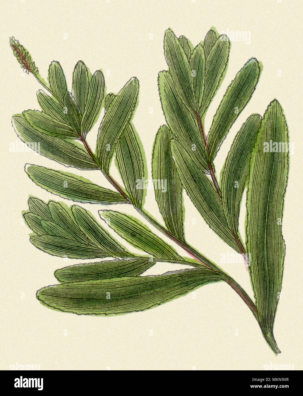 Pondweed serrada Foto de stock