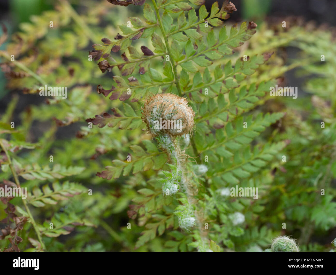 Cierre de un despliegue de las frondas del helecho Polystichum setiferum grupo Actilobum Foto de stock