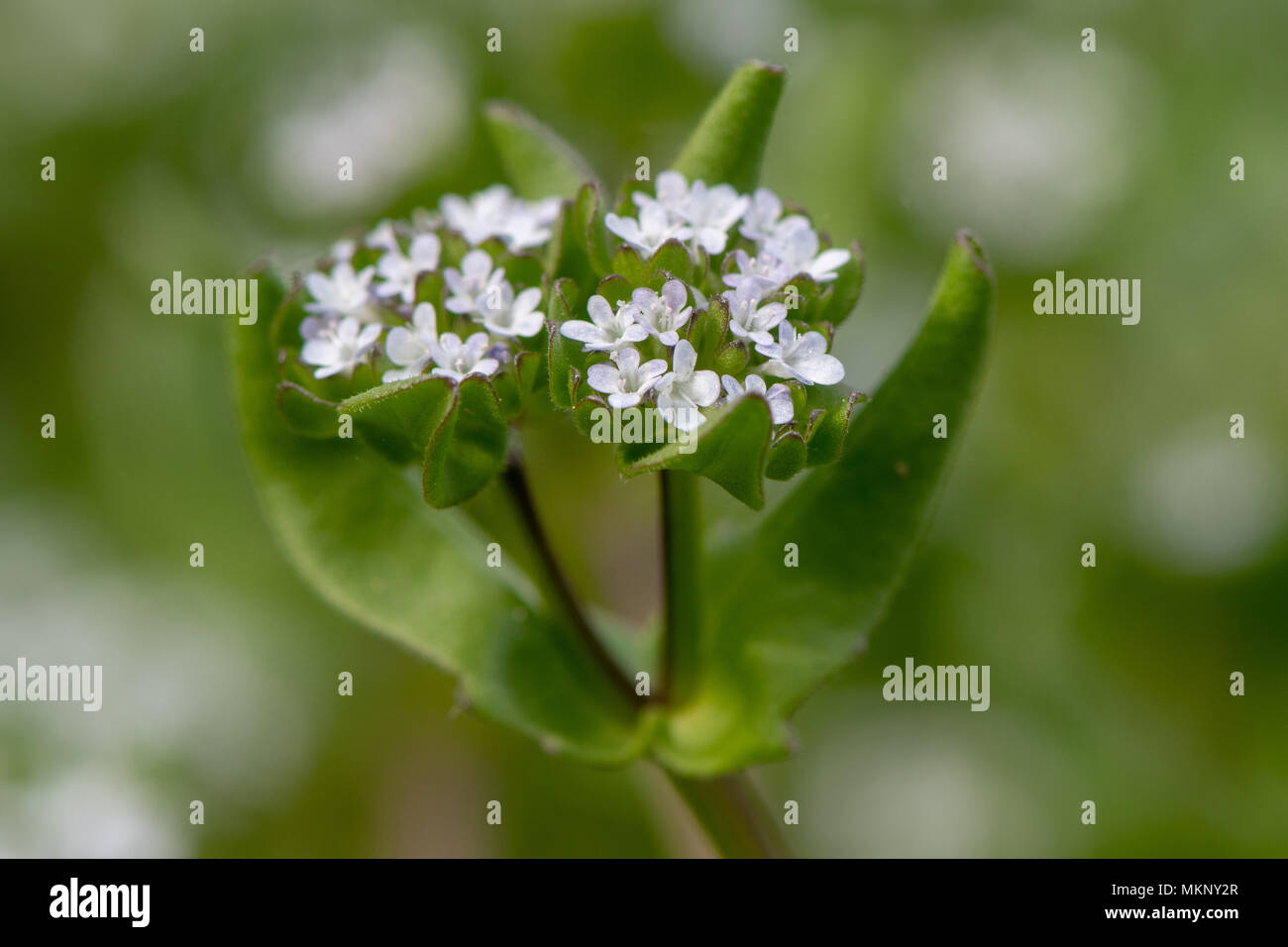 Cornsalad común (Valerianella locusta) las plantas en flor. Bajo la planta creciente en la familia Caprifoliaceae, aka mâche Foto de stock
