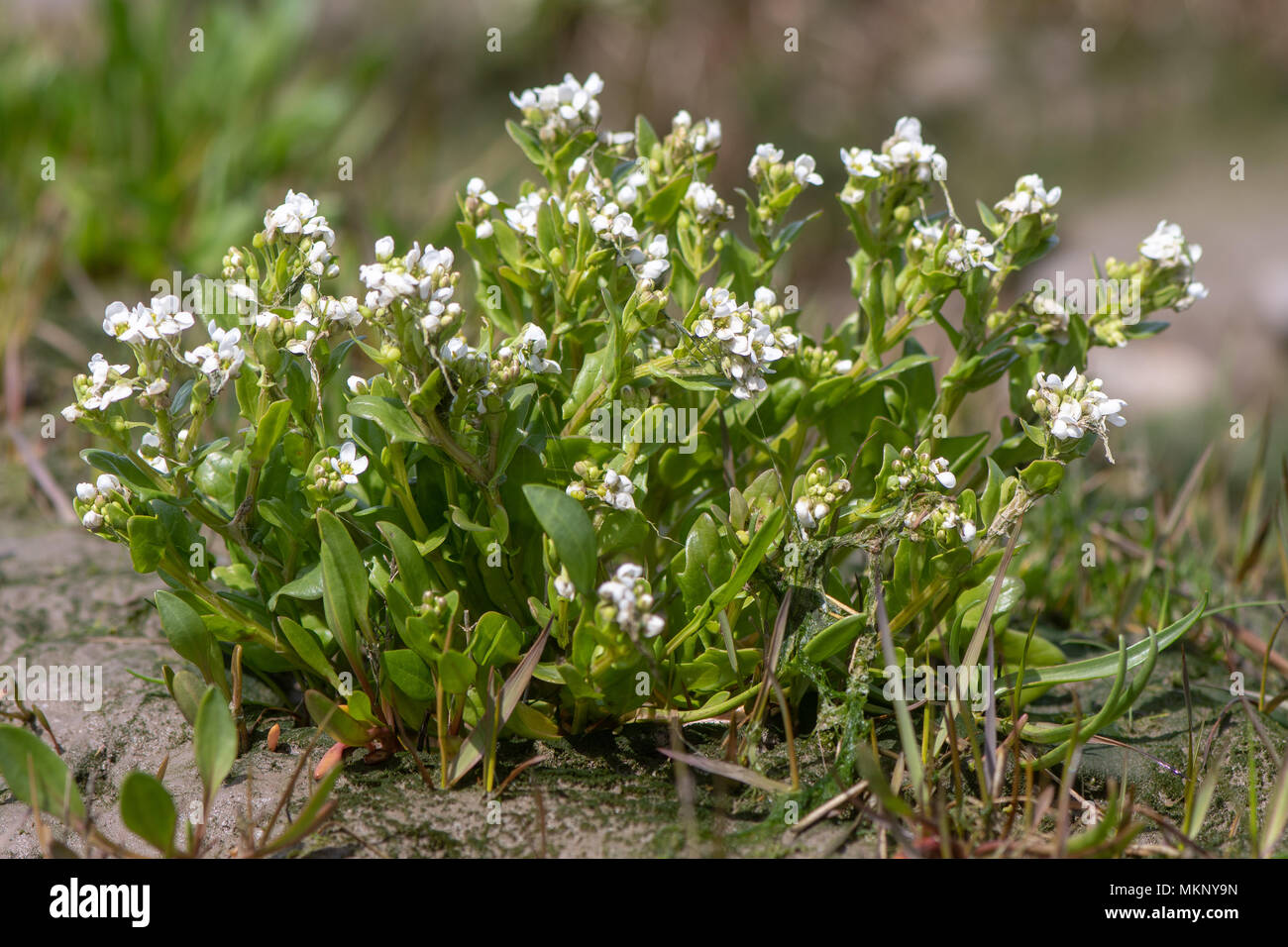 Scurvygrass común (Cochlearia officinalis) Planta en flor. Planta costera en la familia Brassicaceae, aka-grass y el escorbuto, la floración spoonwort Foto de stock