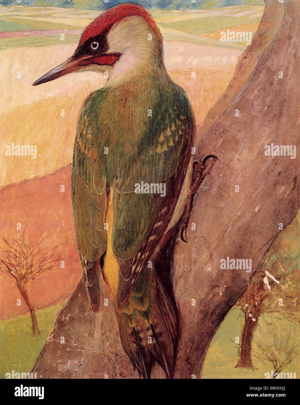 Pájaro carpintero verde, Picus viridis Foto de stock