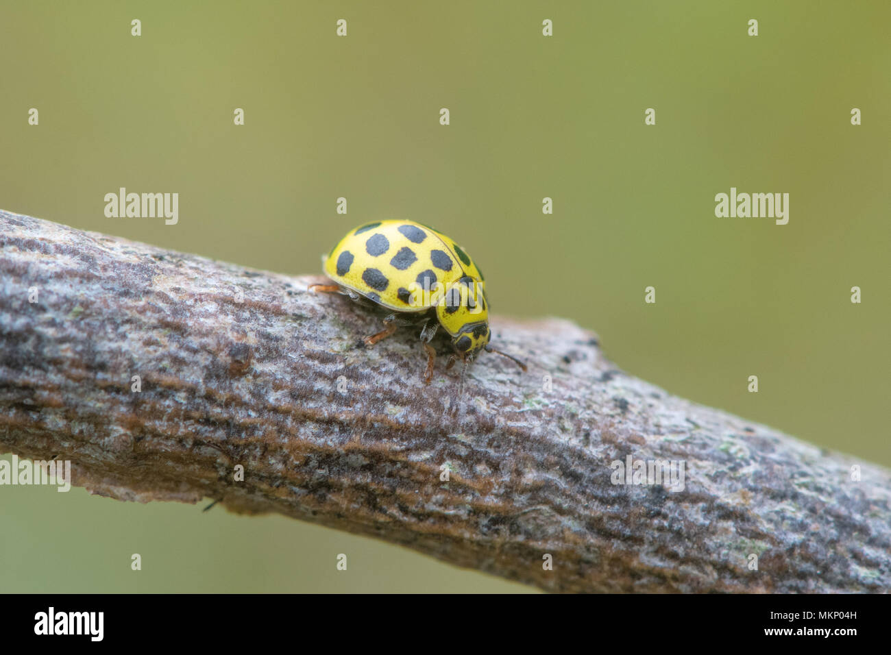 22 mariquita (Psyllobora vigintiduopunctata spot). Escarabajo pequeño de la familia Coccinellidae, alimentándose de moho Foto de stock