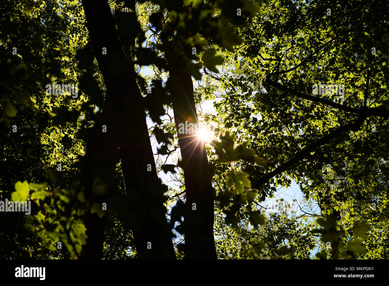 Treetop con hojas y el sol brilla a través de las ramas, en un brillante día de primavera o verano Foto de stock