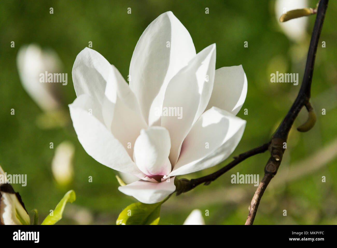 Una flor blanca de un platillo magnolio (Magnolia × soulangeana Fotografía  de stock - Alamy