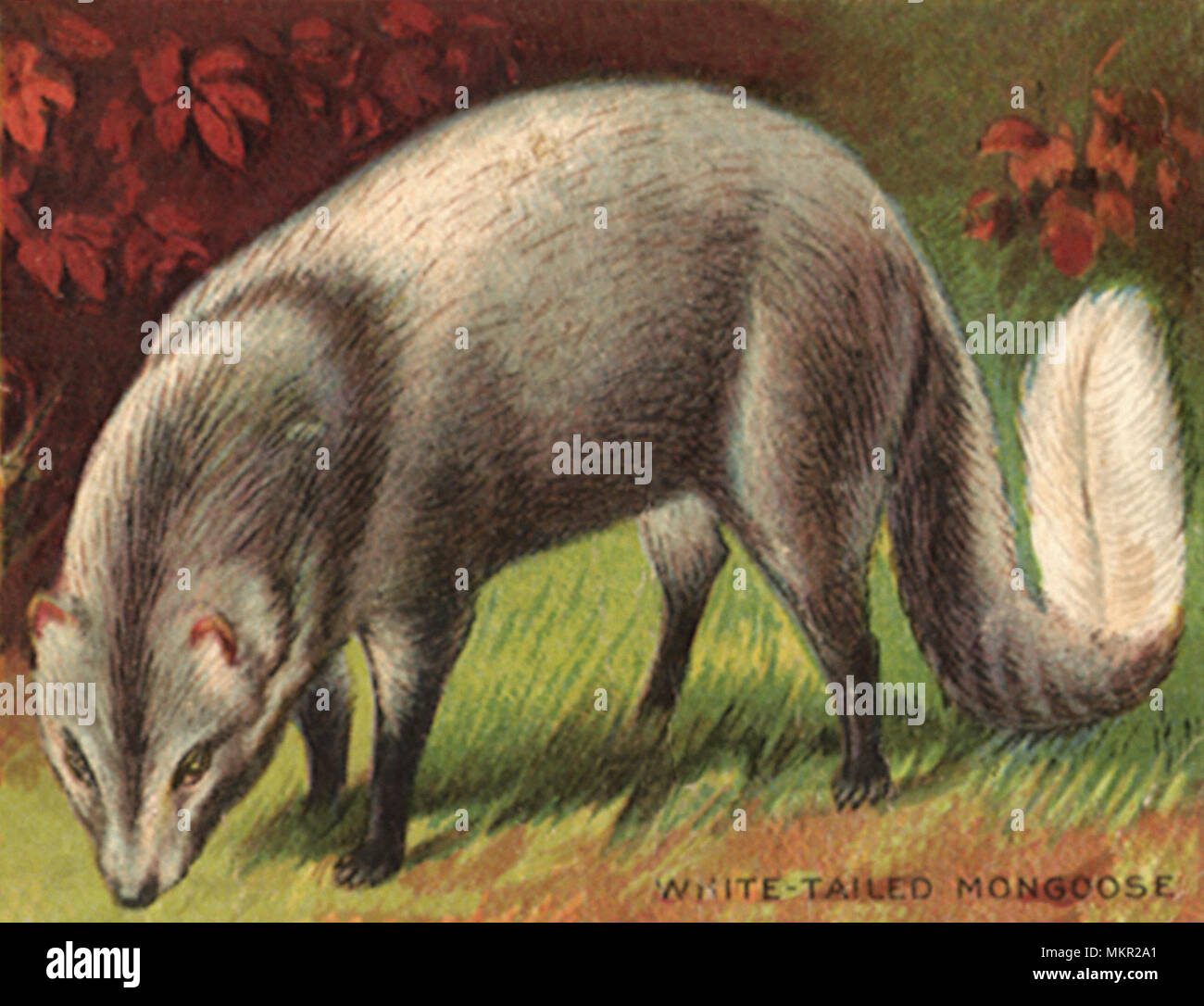 Mangosta de cola blanca Fotos e Imágenes de stock Alamy