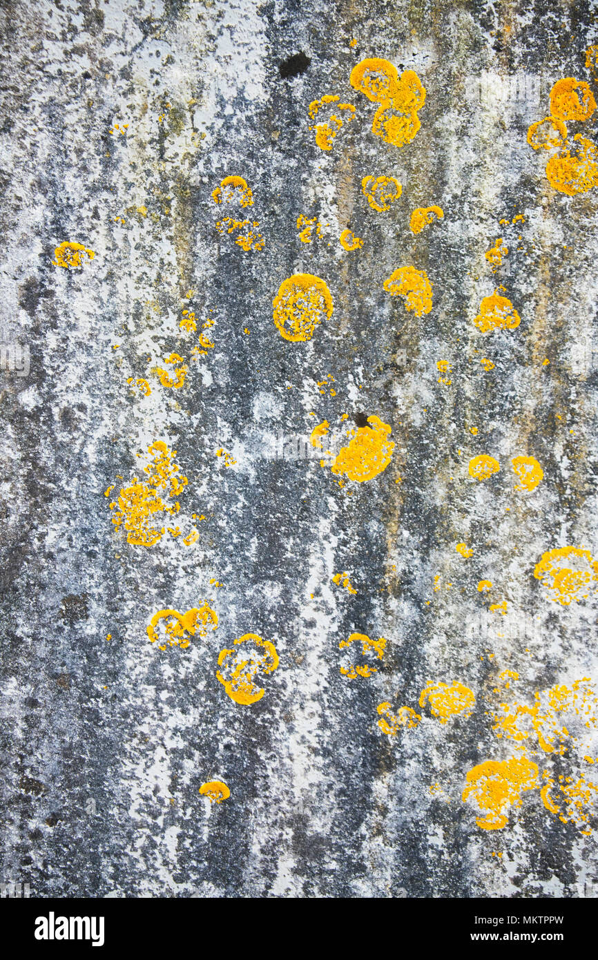 Close-up de un liquen plano cubierto de superficie de piedra - ideal para usarlo como fondo - John Gollop Foto de stock
