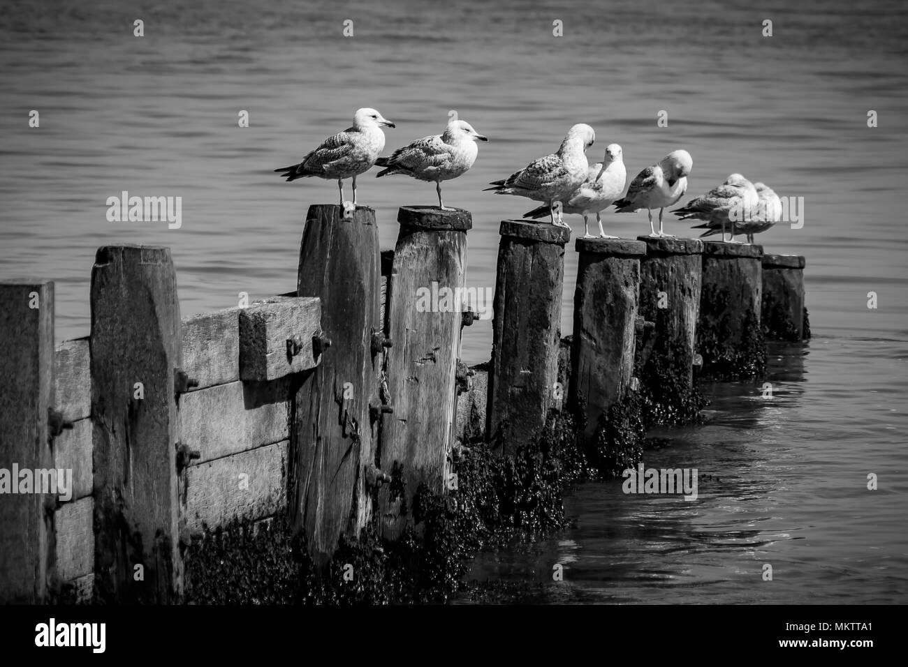 gulls del mar Foto de stock