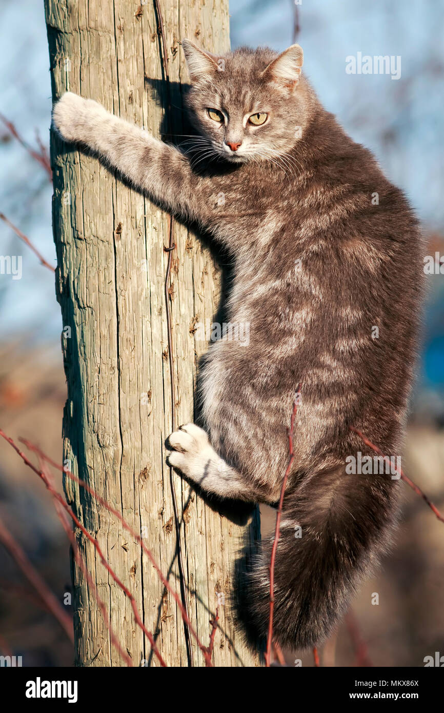 Lindo gato asustado gris subieron en el palo de madera y mira el Fotografía  de stock - Alamy