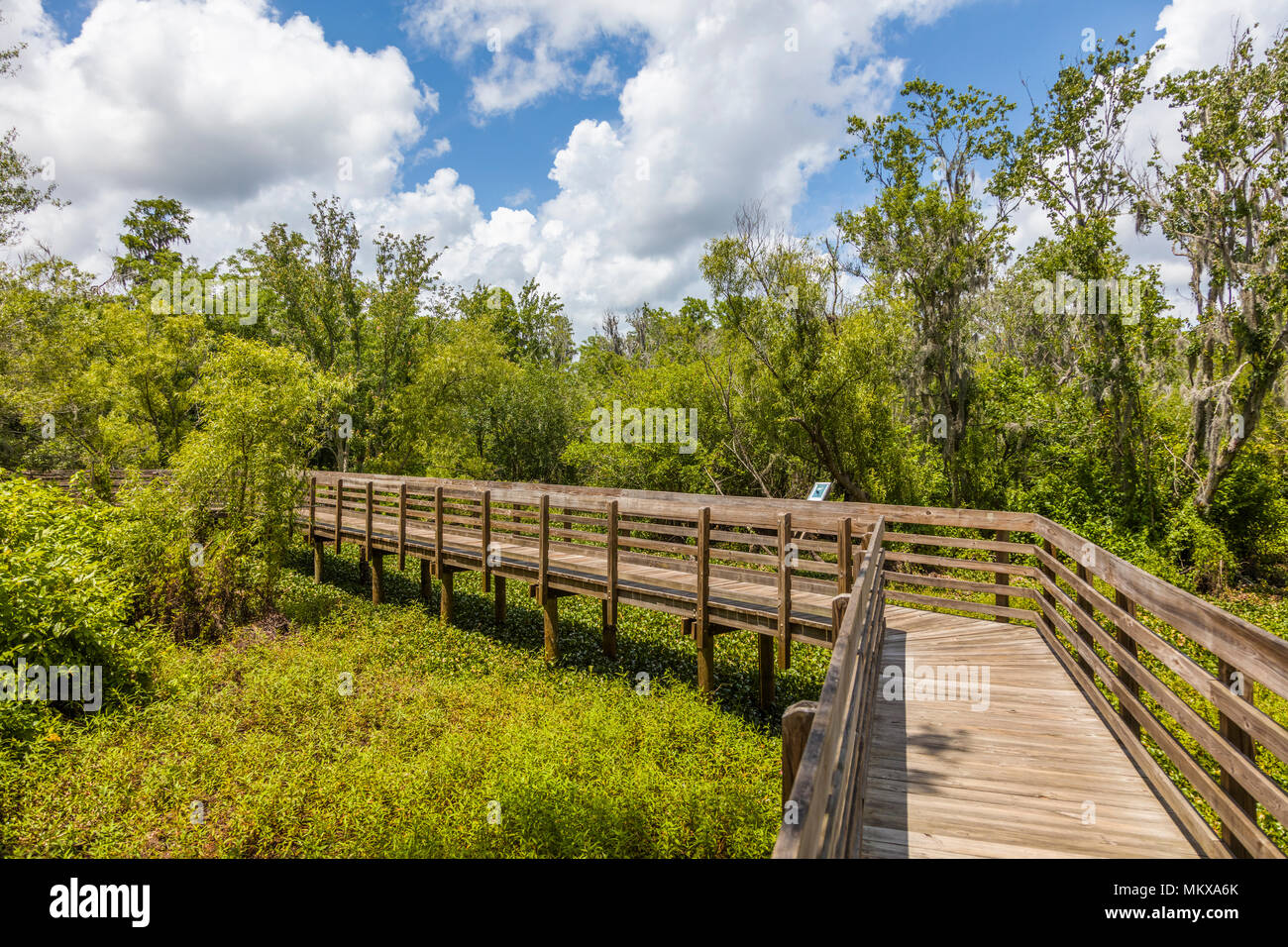 Paseo de madera en lechuga lago Parque Regional del Condado de Hillsborough en Tampa, Florida Foto de stock