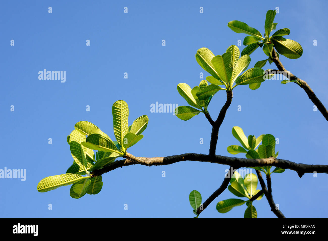 Plumeria hojas verdes sobre cielo azul Foto de stock