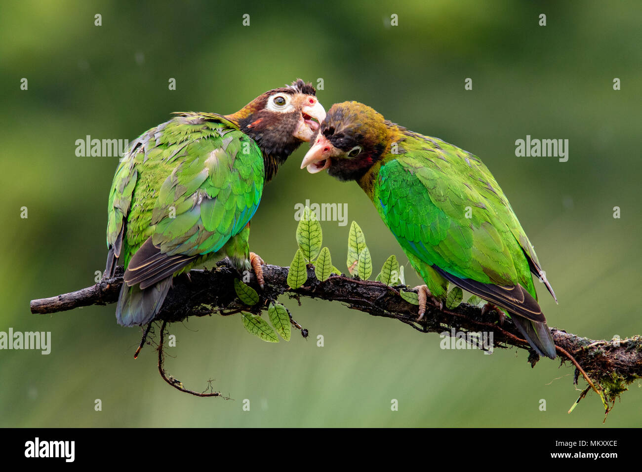 Brown-hooded Parrot (Pyrilia haematotis) pareja - La Laguna del Lagarto Lodge, Boca Tapada, Costa Rica Foto de stock