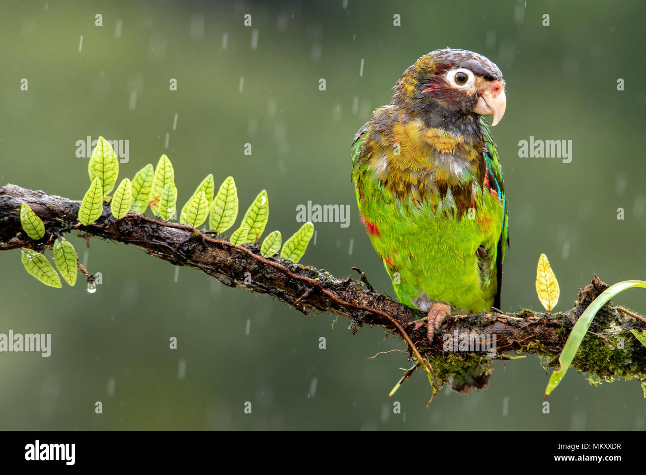Brown-hooded Parrot (Pyrilia haematotis) en la lluvia - La Laguna del Lagarto Lodge, Boca Tapada, Costa Rica Foto de stock