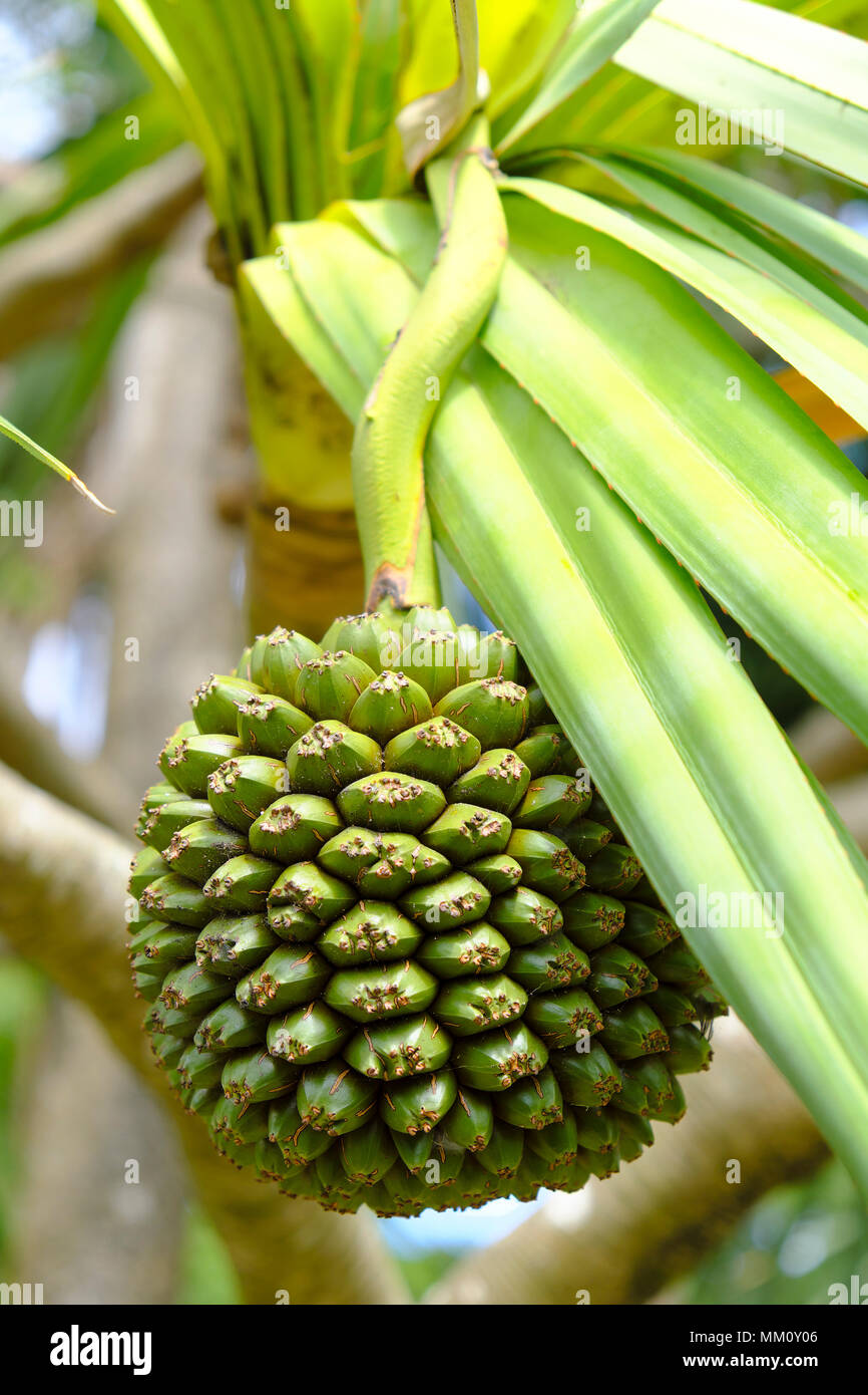 Pandanus sp fruta fotografías e imágenes de alta resolución Alamy