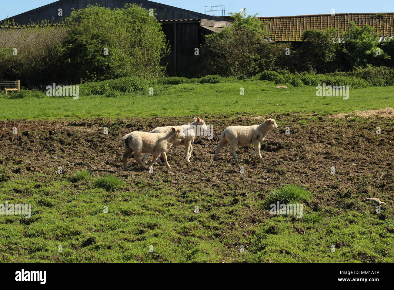 Tres corderos jóvenes caminando a través de tierras de cultivo en Colchester, Essex, Inglaterra. Foto de stock