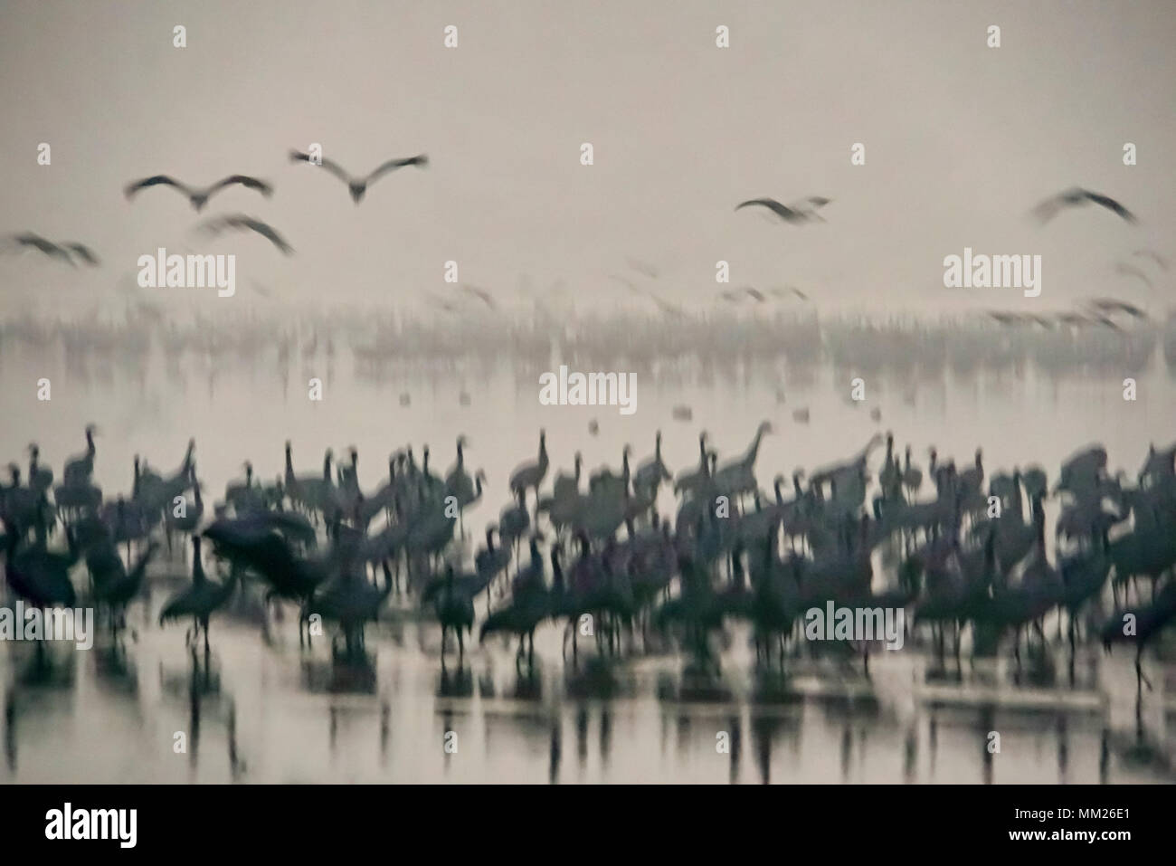 Una gran bandada de grulla común (grus grus) siluetas al amanecer. Fotografiado en el valle de Hula, Israel, en el mes de enero Foto de stock
