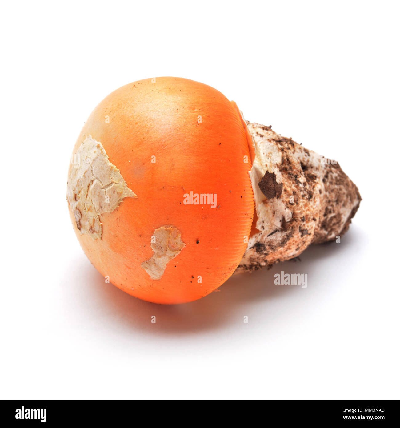 Amanita Cesarea, Caesar's hongo aislado en blanco Foto de stock