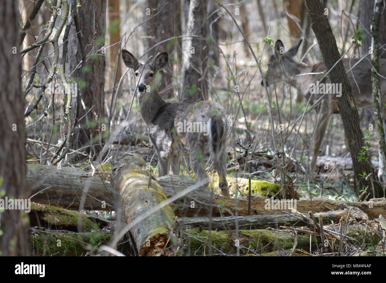 Los venados de cola blanca en el bosque Foto de stock