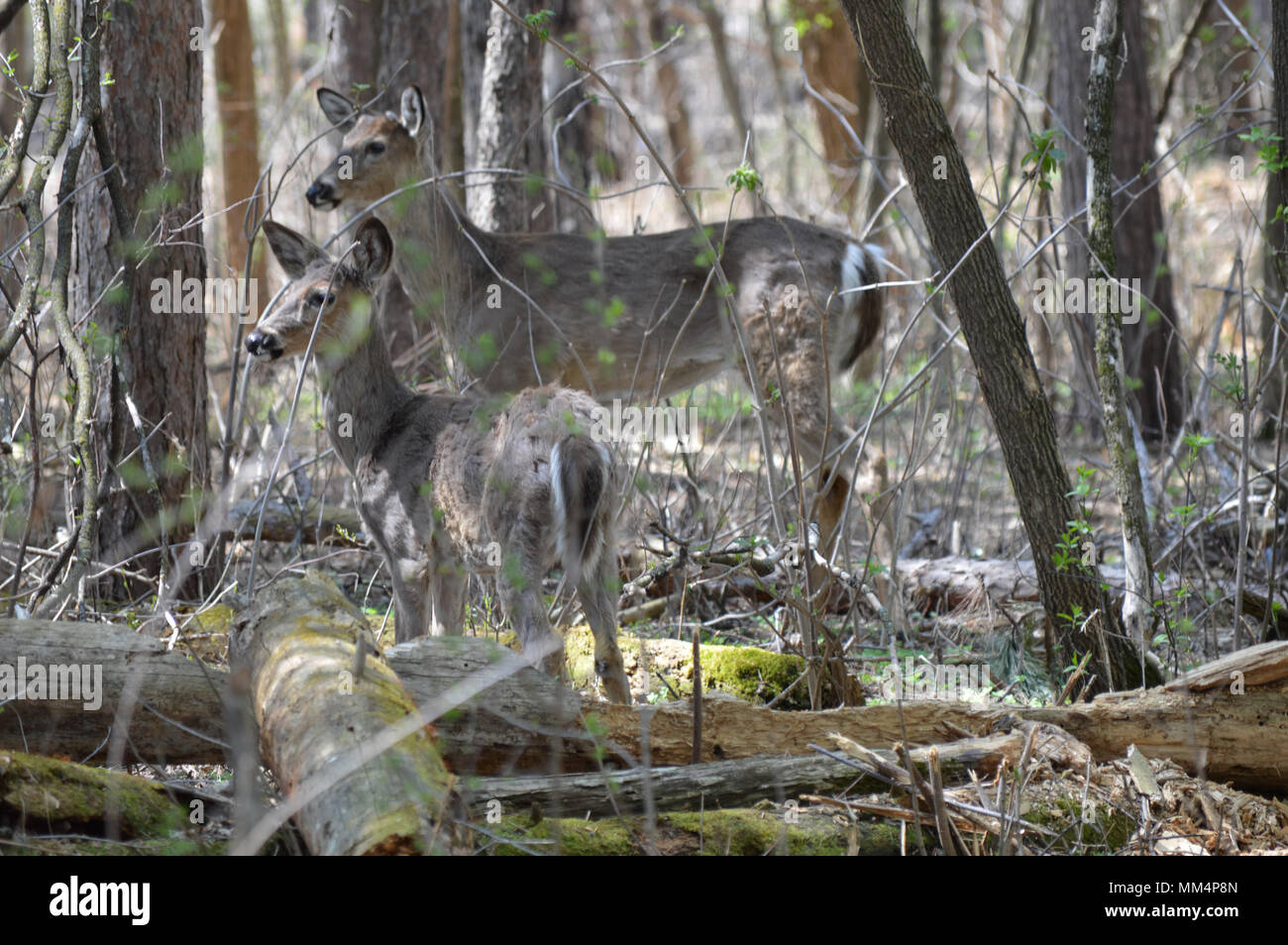 Los venados de cola blanca en el bosque Foto de stock