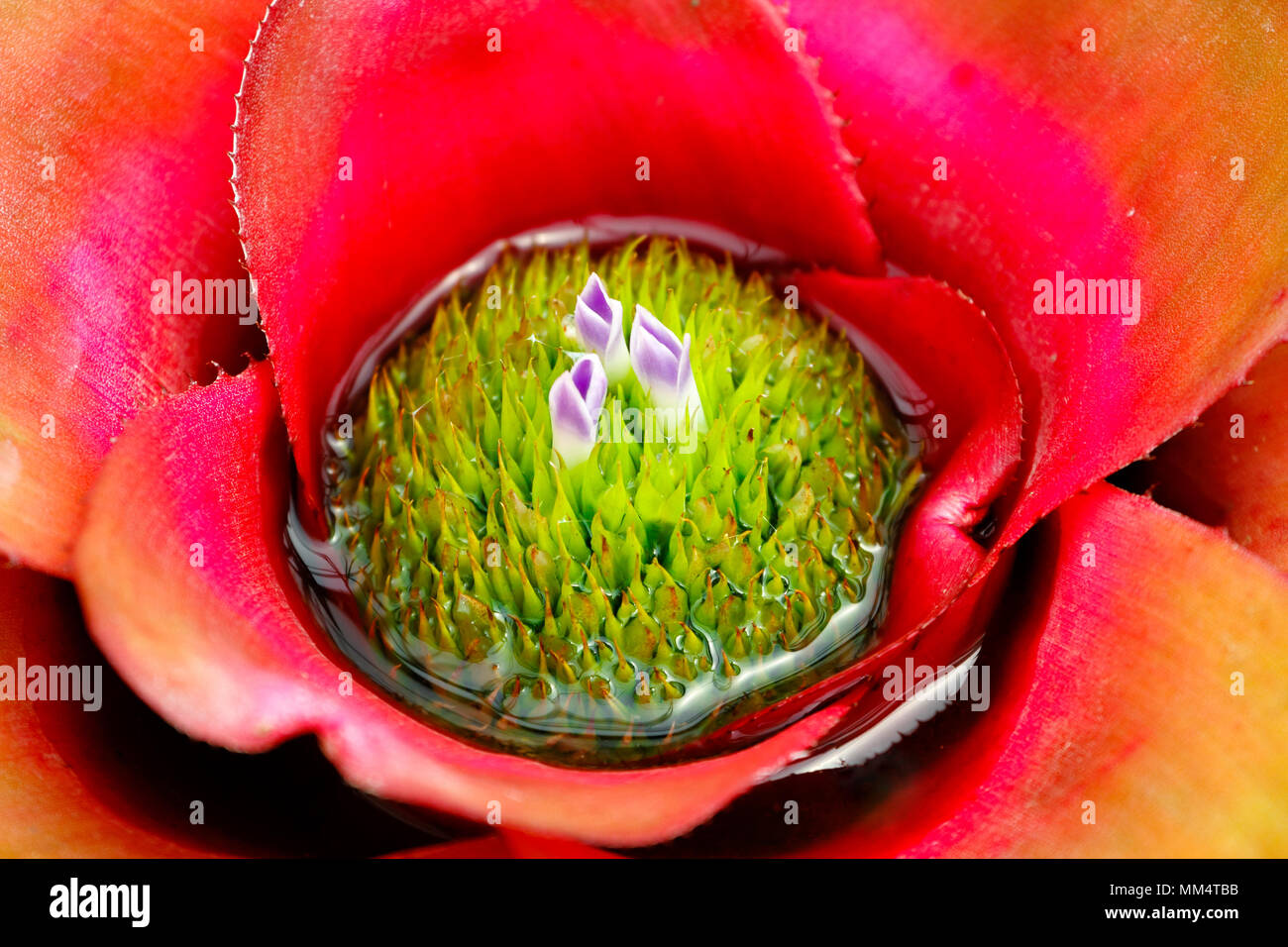 Closeup coloridas bromelias (Bromeliaceae) antecedentes de plantas con flor Foto de stock