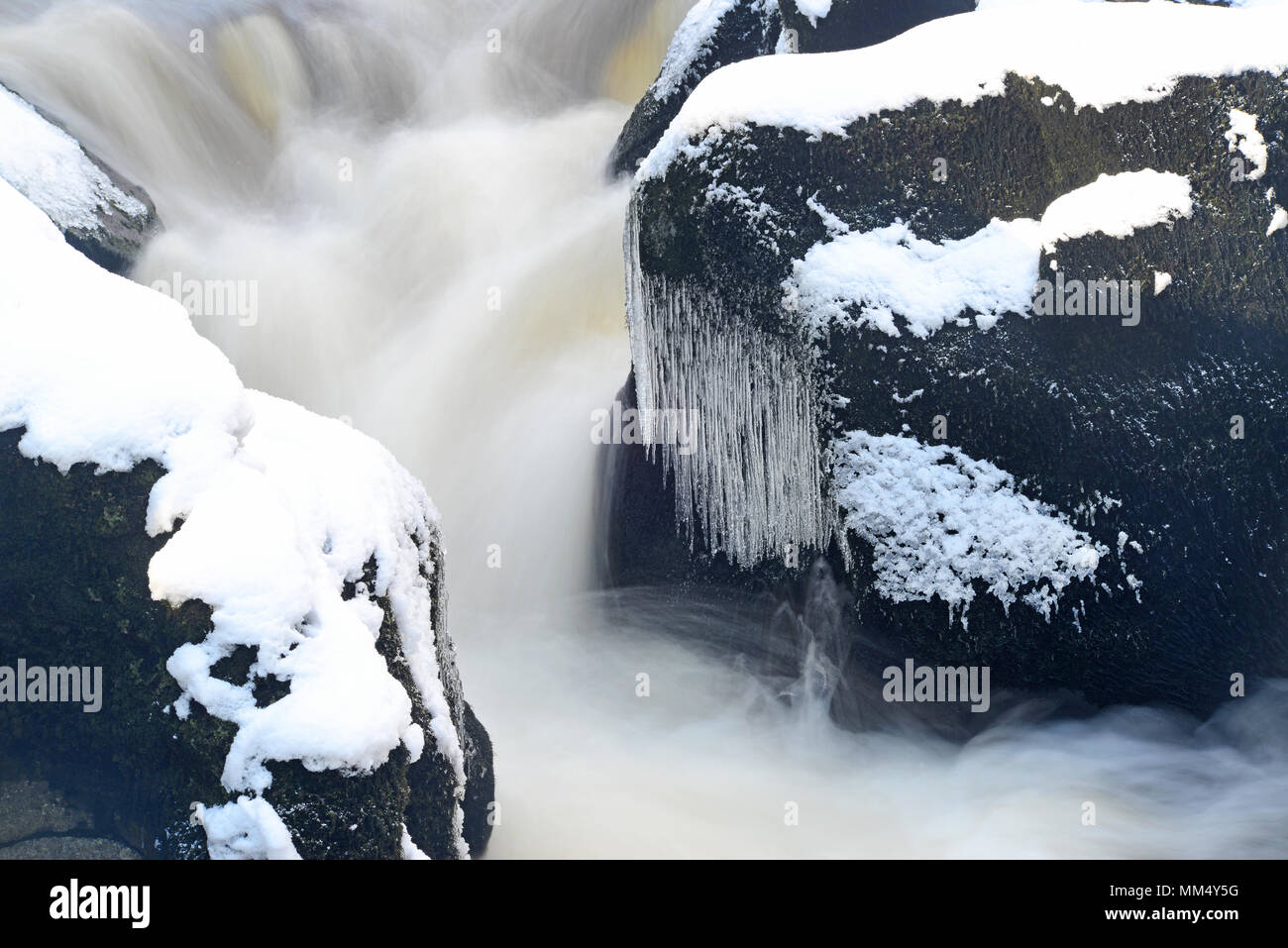 Nieve y carámbanos por el río wharfe fluyendo a través strid wood, una zona peligrosa del río,wharfedale Yorkshire Dales reino unido Foto de stock