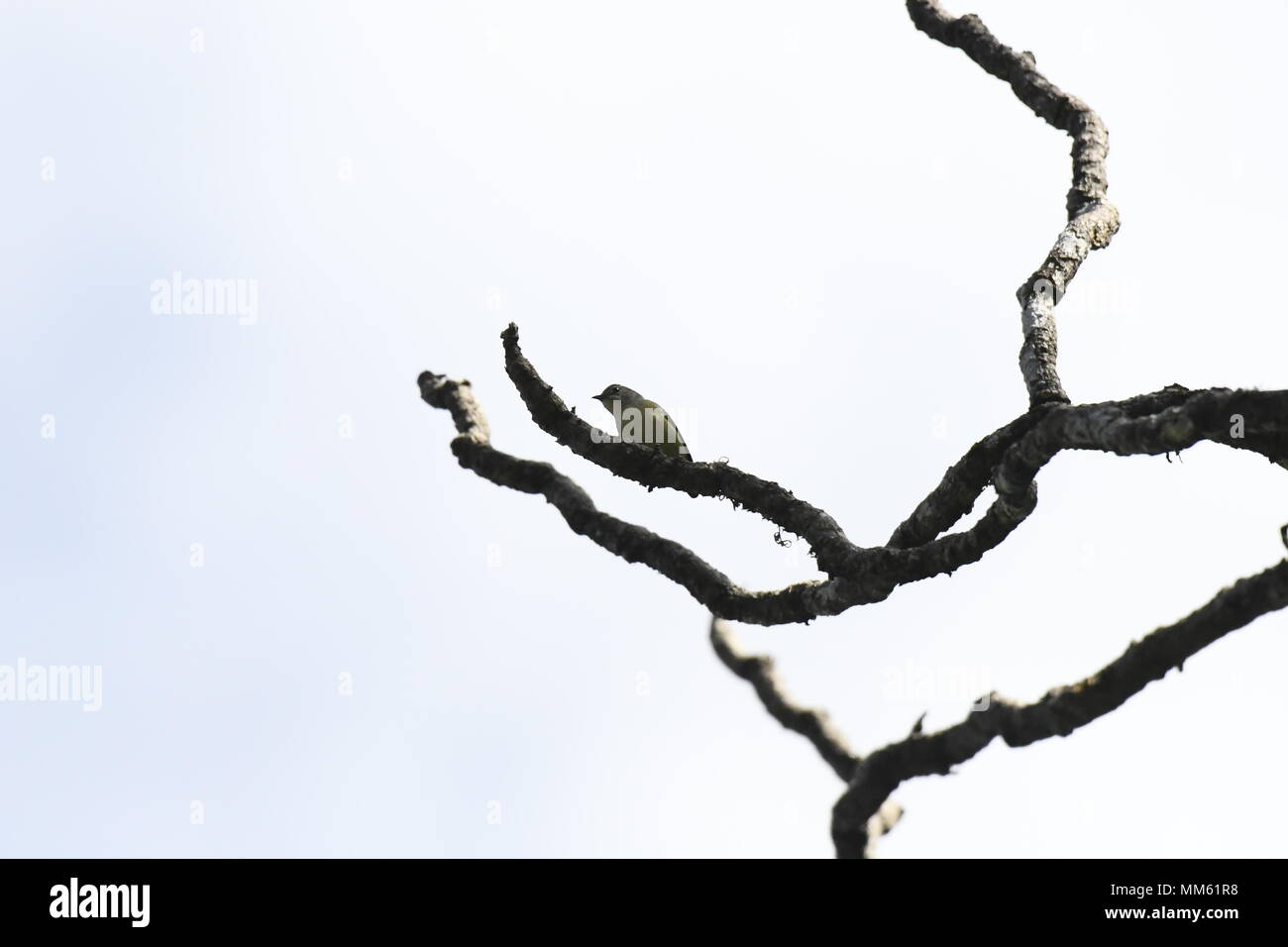 Aves de Mizoram (India) Foto de stock