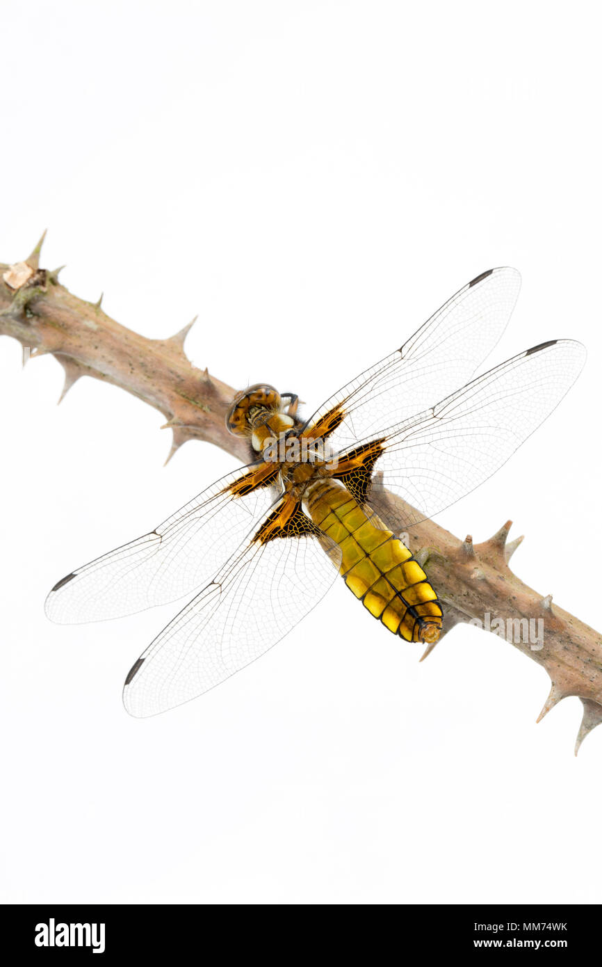 Un amplio cuerpo de libélula chaser, Libellula depressa, fotografiado el 9 de mayo el norte de Dorset, Inglaterra. Cuando surgen de la ninfa fase tanto los machos un Foto de stock