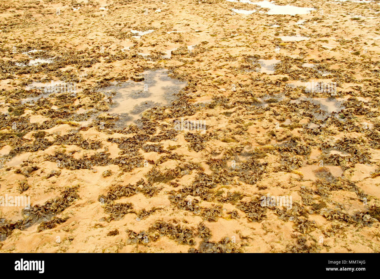 Las algas, la isla de Areia Vermelha, Areia Vermelha playa, Areia Vermelha Marine State Park, Cabedelo, Paraiba, Brasil Foto de stock
