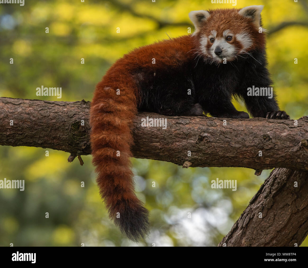 El panda rojo o también conocido como el rojo Cat-Bear. Es ligeramente más grande que un gato doméstico y se encuentra principalmente en la región oriental del Himalaya Foto de stock
