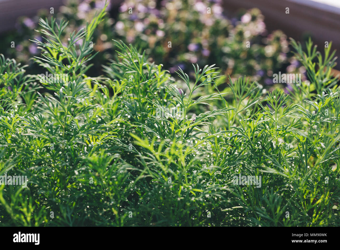 Cerca de eneldo fragantes plantas en un jardín bajo de sol por la mañana. Foto de stock