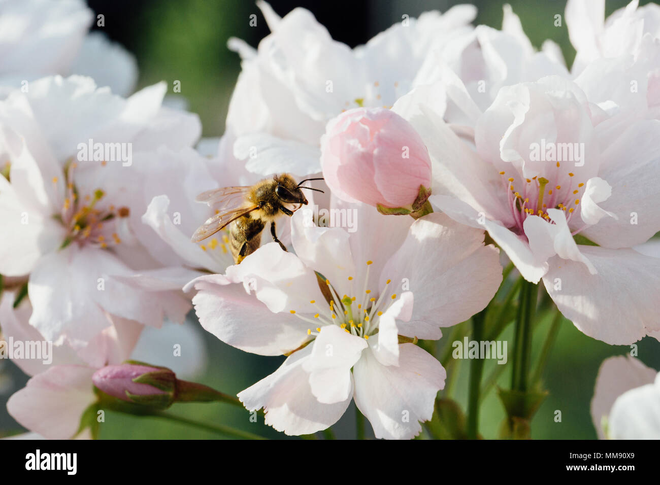 Cerca de una abeja polinizando flores de cerezo Foto de stock