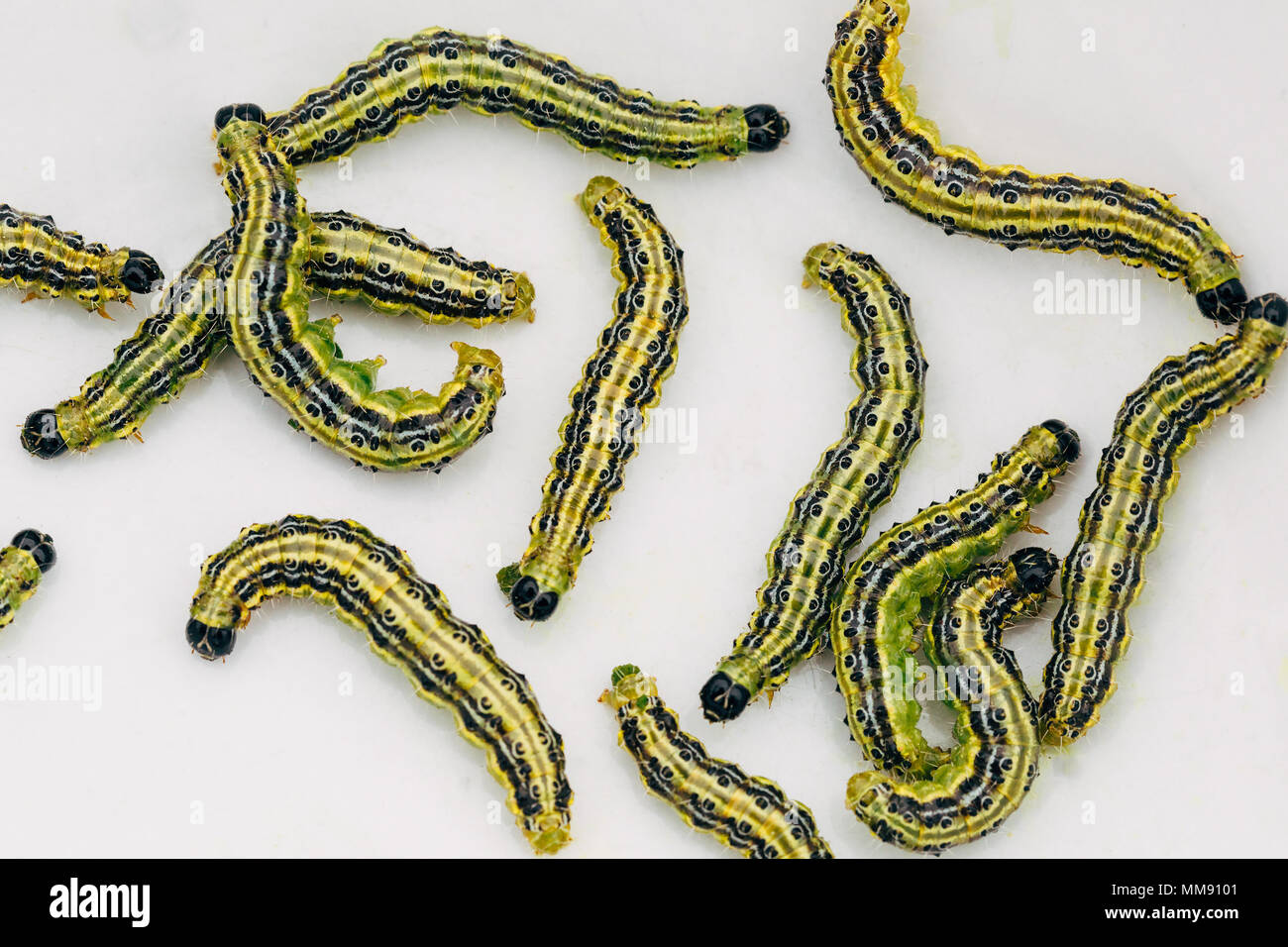Cydalima perspectalis, conocido como árbol de cuadro de polillas, aislado en blanco. Foto de stock