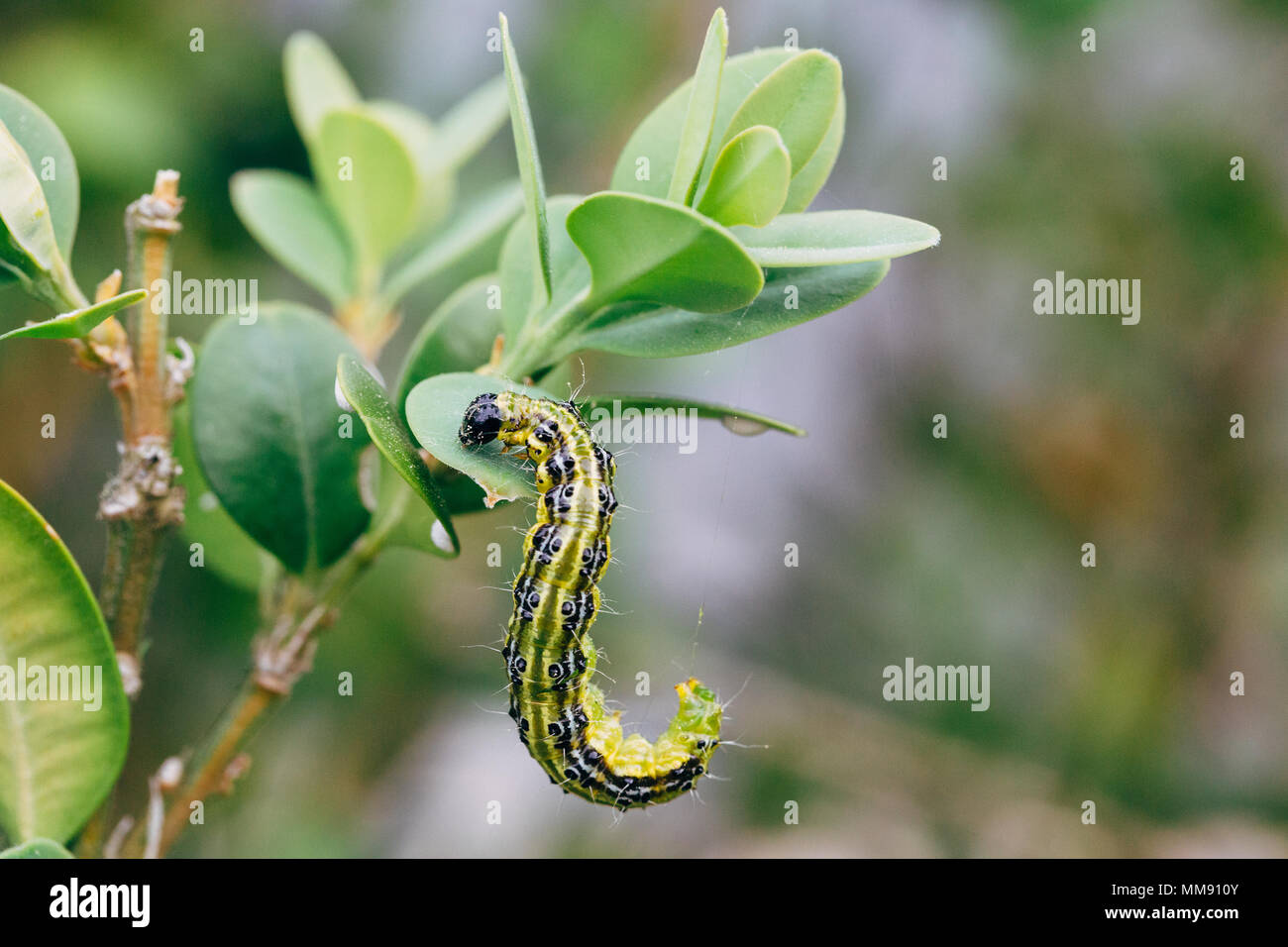 Cydalima perspectalis, conocido como árbol de cuadro de polilla. Foto de stock