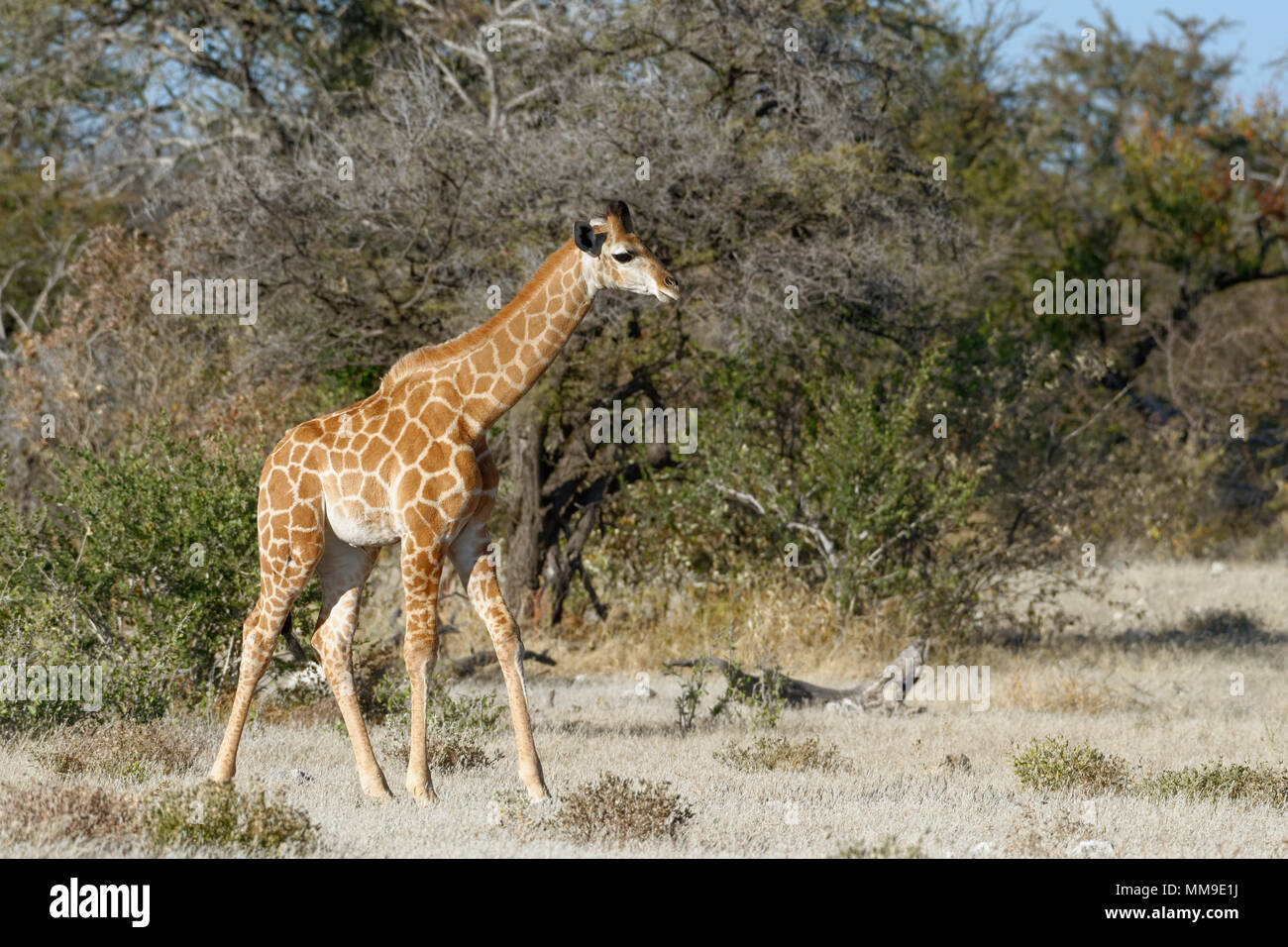Jirafa angoleña (Giraffa camelopardalis angolensis), joven animal de pie, inmóvil, el Parque Nacional de Etosha, Namibia, África Foto de stock