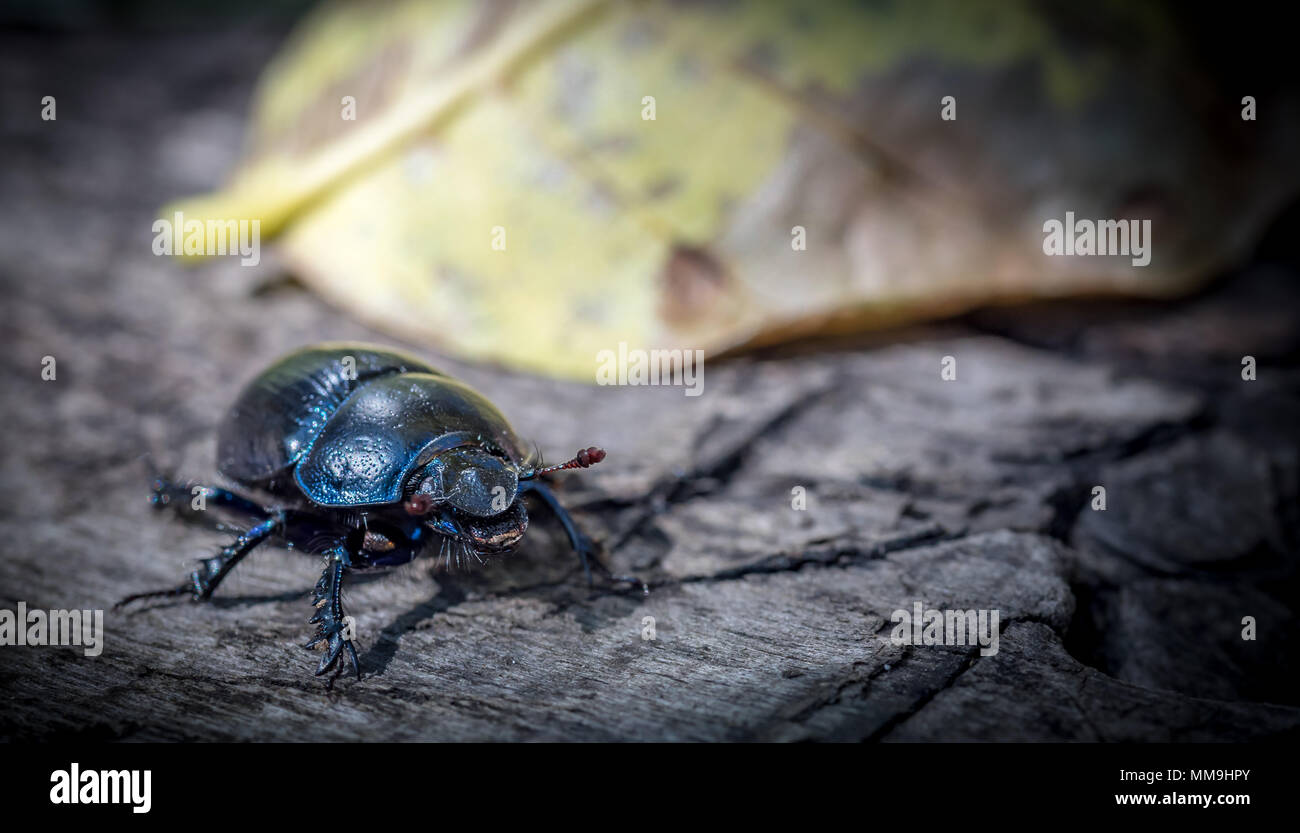 Beetle macro shot Foto de stock