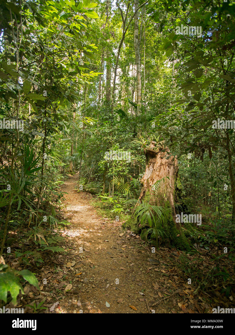 Una pista de caminata a través de la densa vegetación verde esmeralda de la selva tropical en el Parque Nacional Eungalla Queensland Australia Foto de stock