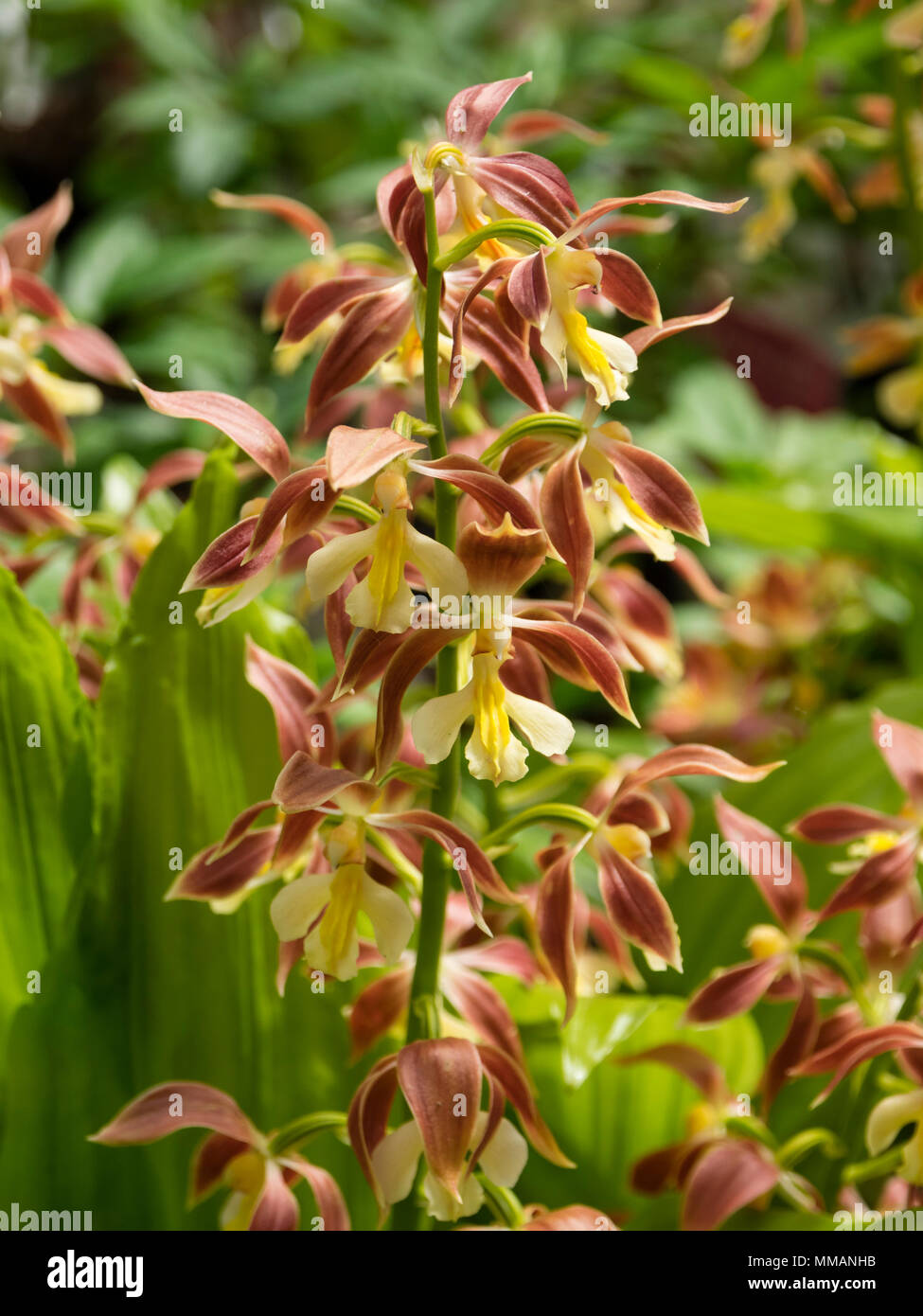 El marrón y el crema flores de los híbridos de orquídeas terrestres hady, Calanthe 'Takane' Foto de stock