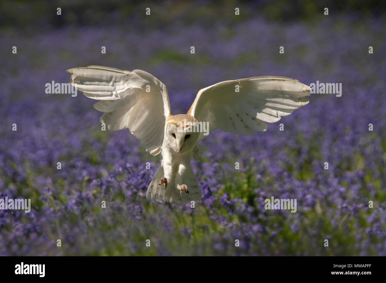 Lechuza; Tyto alba, contra una gota de campanillas, el muelle en un bosque de Oxfordshire. Foto de stock