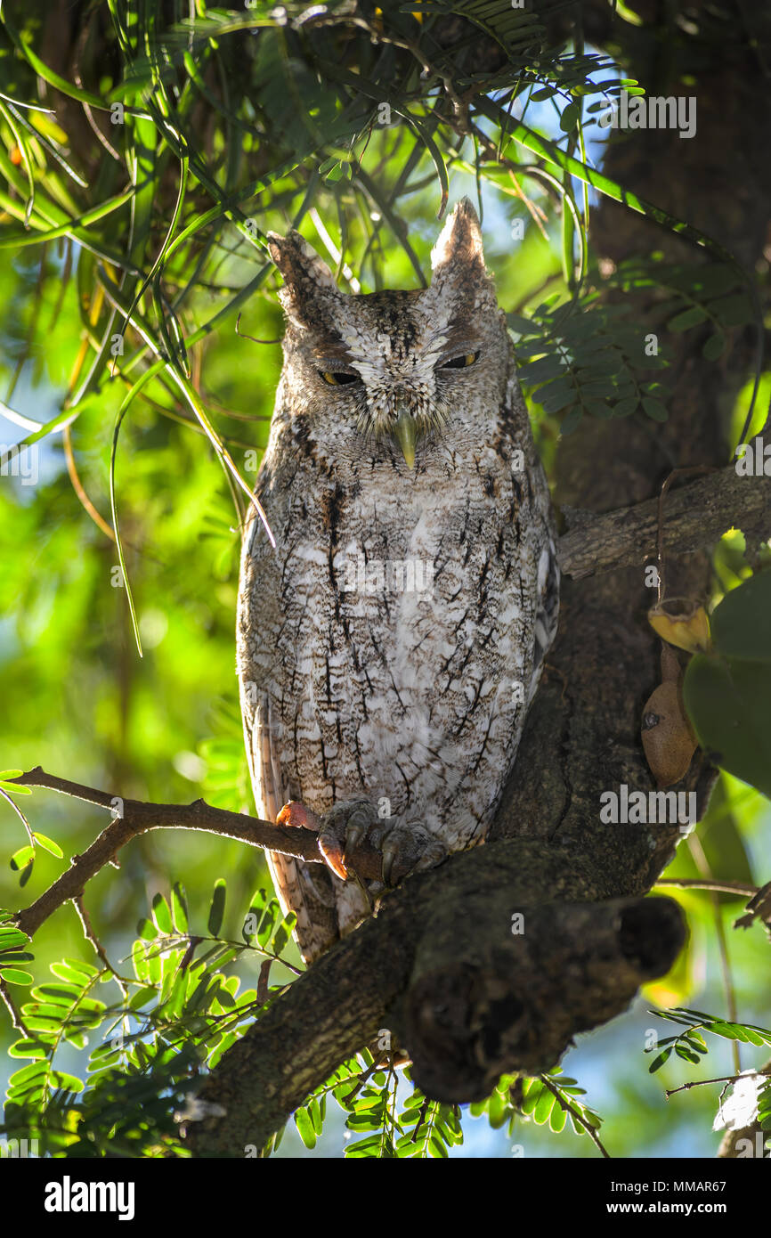 Pacífico - Screech-Owl Megascops cooperi, búho hermosos bosques de América Central, Costa Rica. Foto de stock