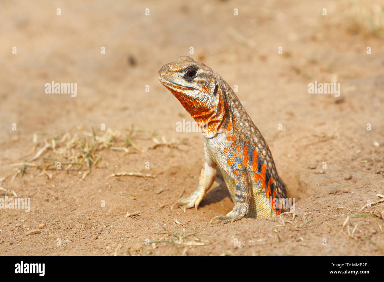 Mariposa común mariposas /lagarto agama (Leiolepis belliana ssp. ocellata) emergen de la madriguera Foto de stock