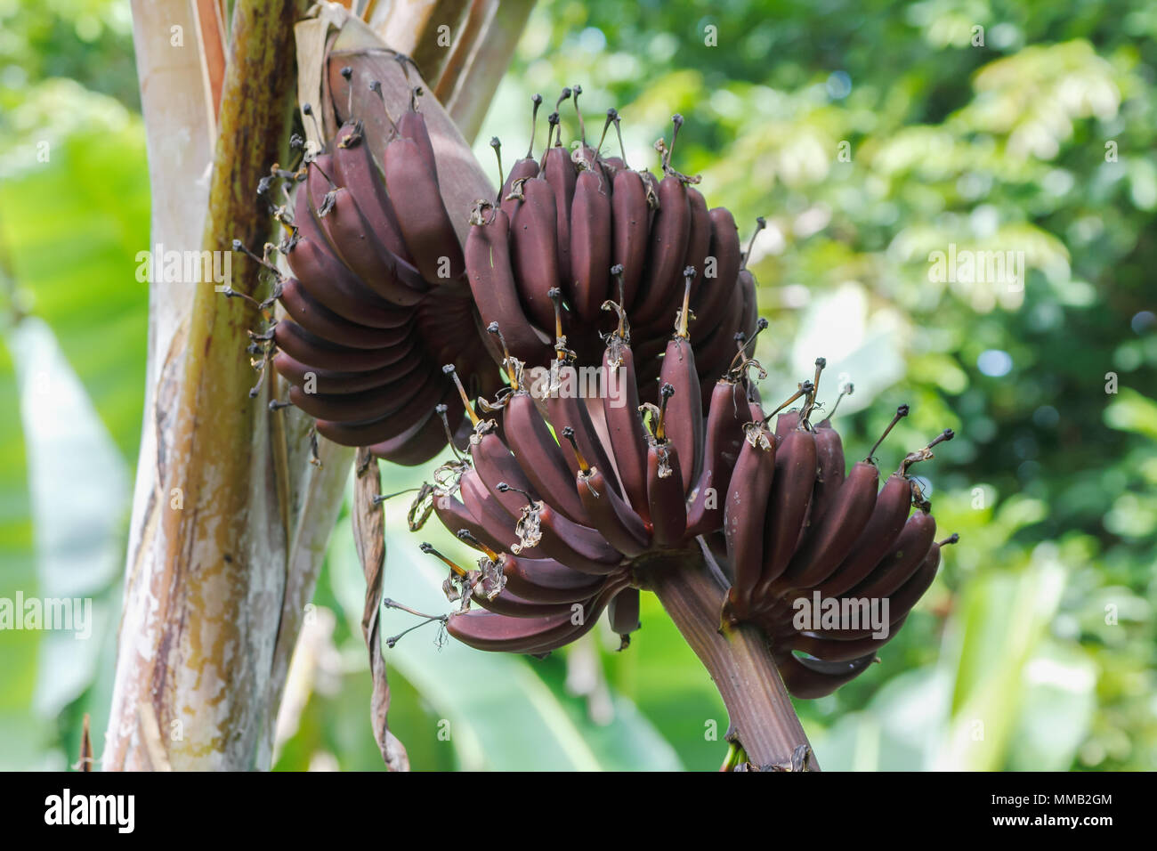 Rojo de banano (Musa acuminata) cultivares triploides (grupo AAA /grupo Cavendish) de los plátanos silvestres Foto de stock