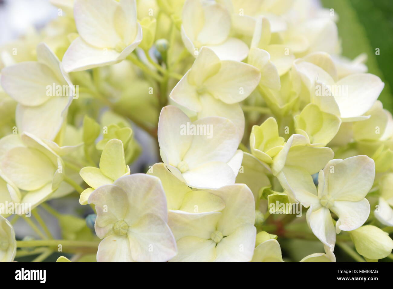 Blanco / amarillo hortensias con gotas de lluvia Foto de stock