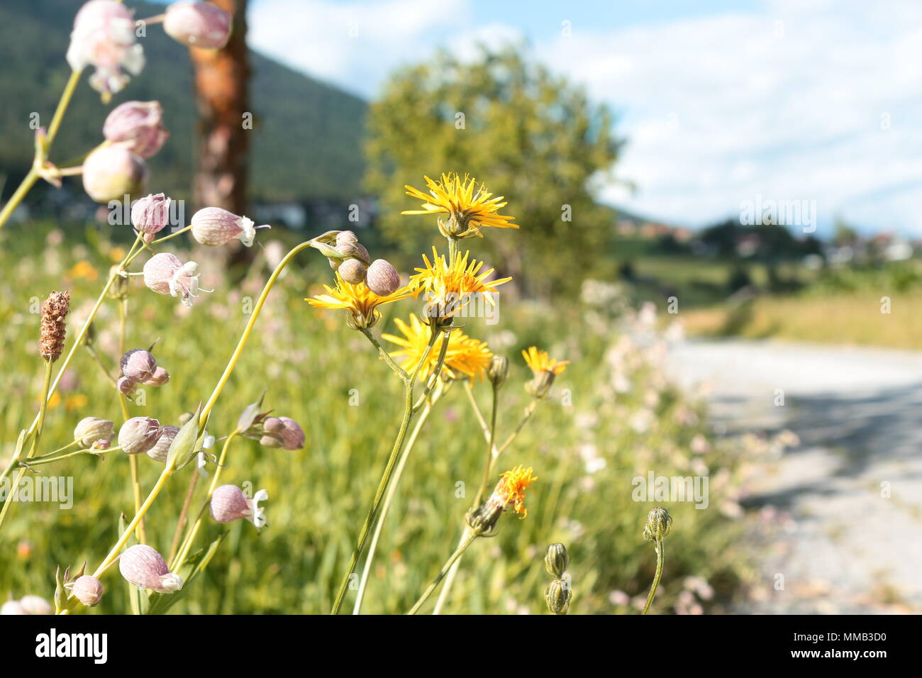 Flores silvestres (cat's ear, vejiga campion, trébol rojo) en el lado de la ruta, con las montañas en el fondo. Fulpmes, Austria. Foto de stock