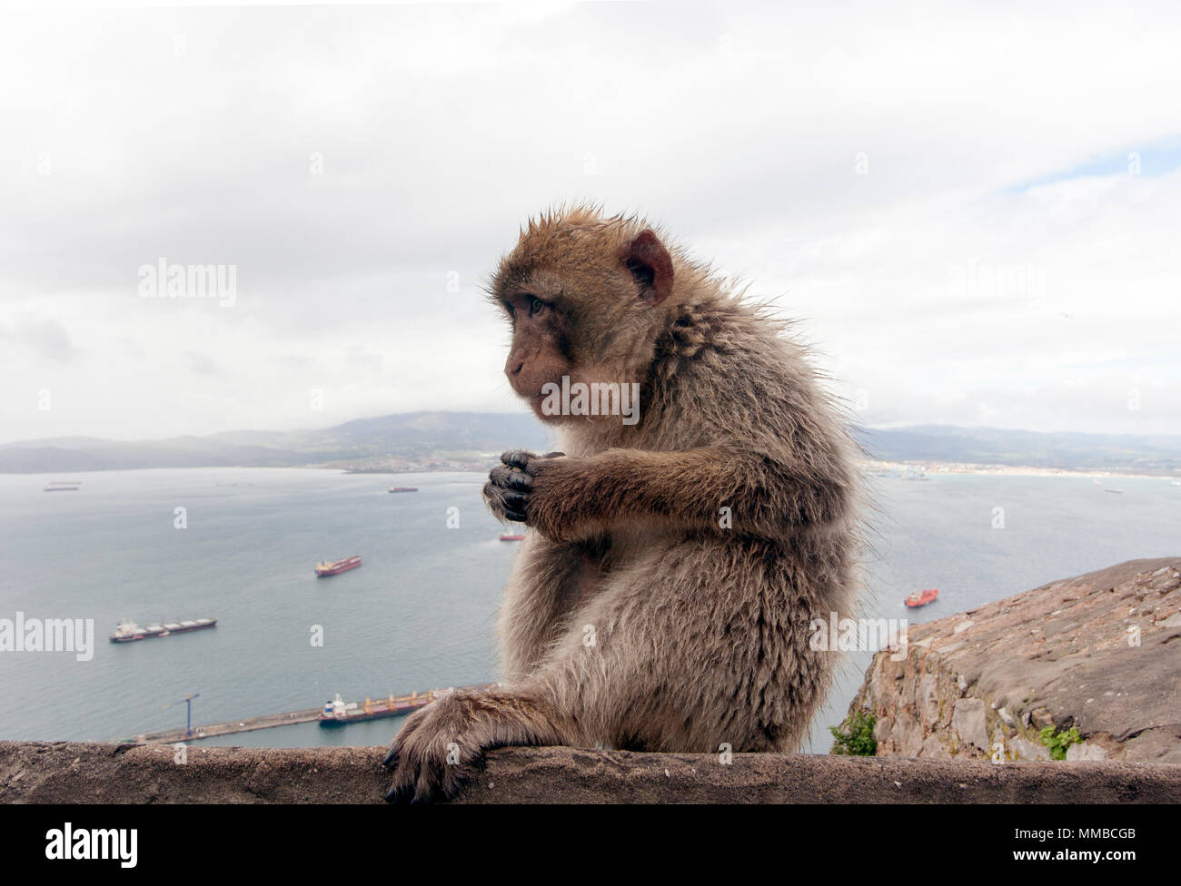 Macacos Barbary en el Peñón de Gibraltar Foto de stock