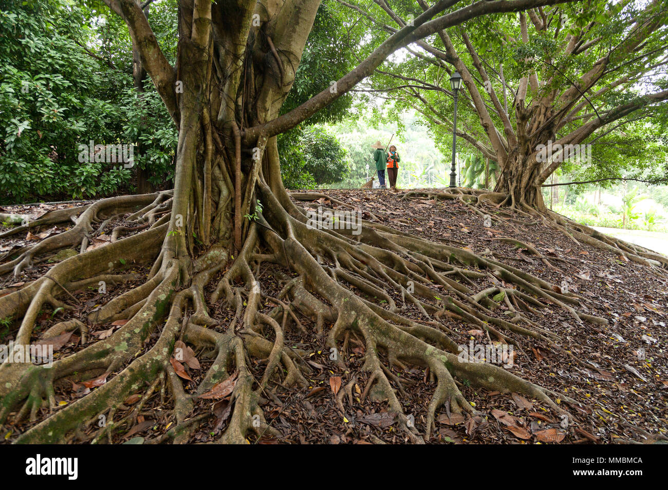 Antena espectacular las raíces del árbol se extienden sobre la superficie de la tierra, dos mujeres de pie en el fondo, Singapur Foto de stock