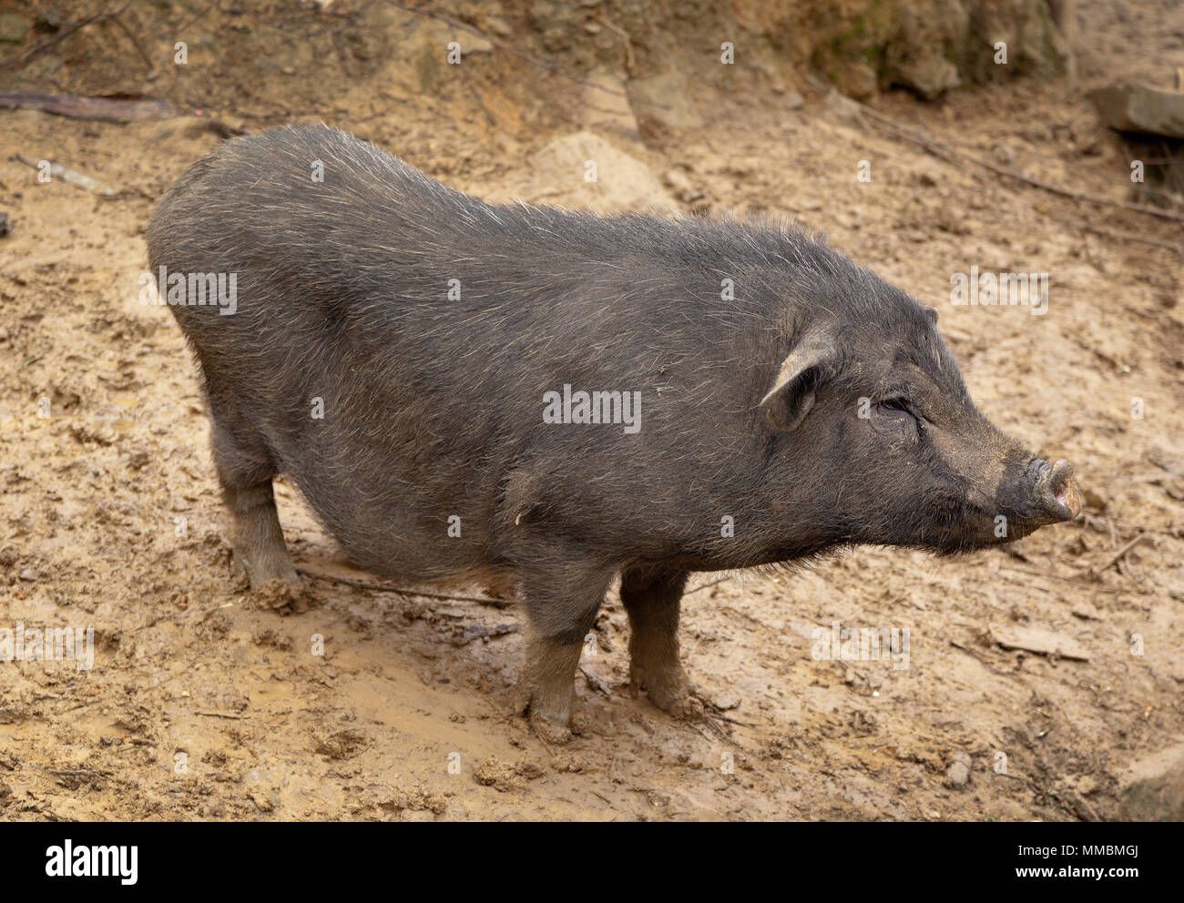 Un peludo de color oscuro en un cerdo vietnamita pequeñas explotaciones, Vietnam Foto de stock