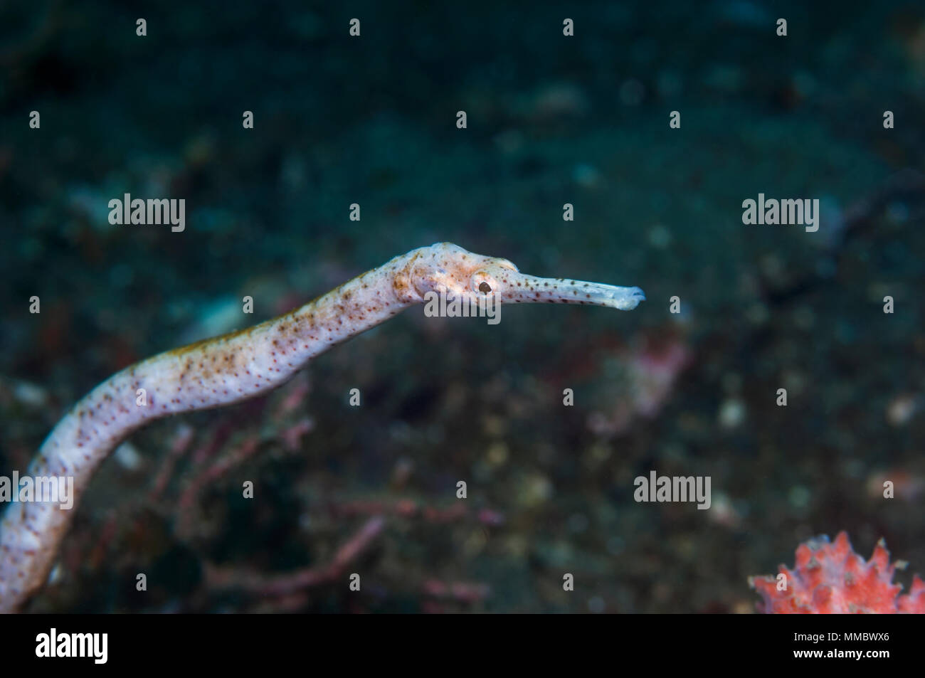 Esbeltas agujas de mar [Trachyrhamphus longirostris]. Estrecho de Lembeh, al norte de Sulawesi, Indonesia. Foto de stock