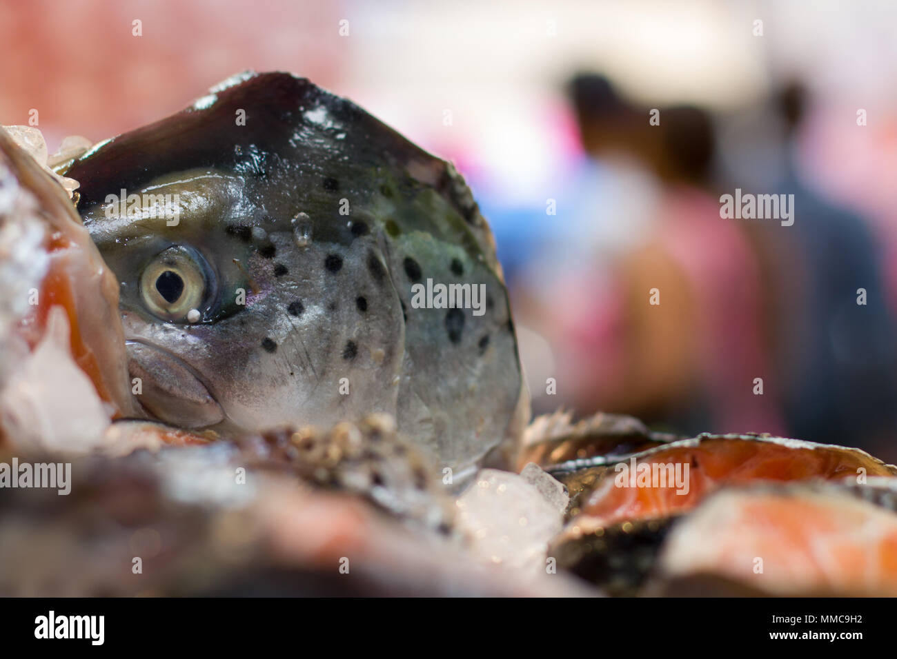 Una trucha fresca sobre hielo en un mercado cubierto de Brixton pescadería cale, London, UK, nos recuerda acerca de alimentación saludable, una buena dieta, sabrosos platos de pescado de temporada. Foto de stock