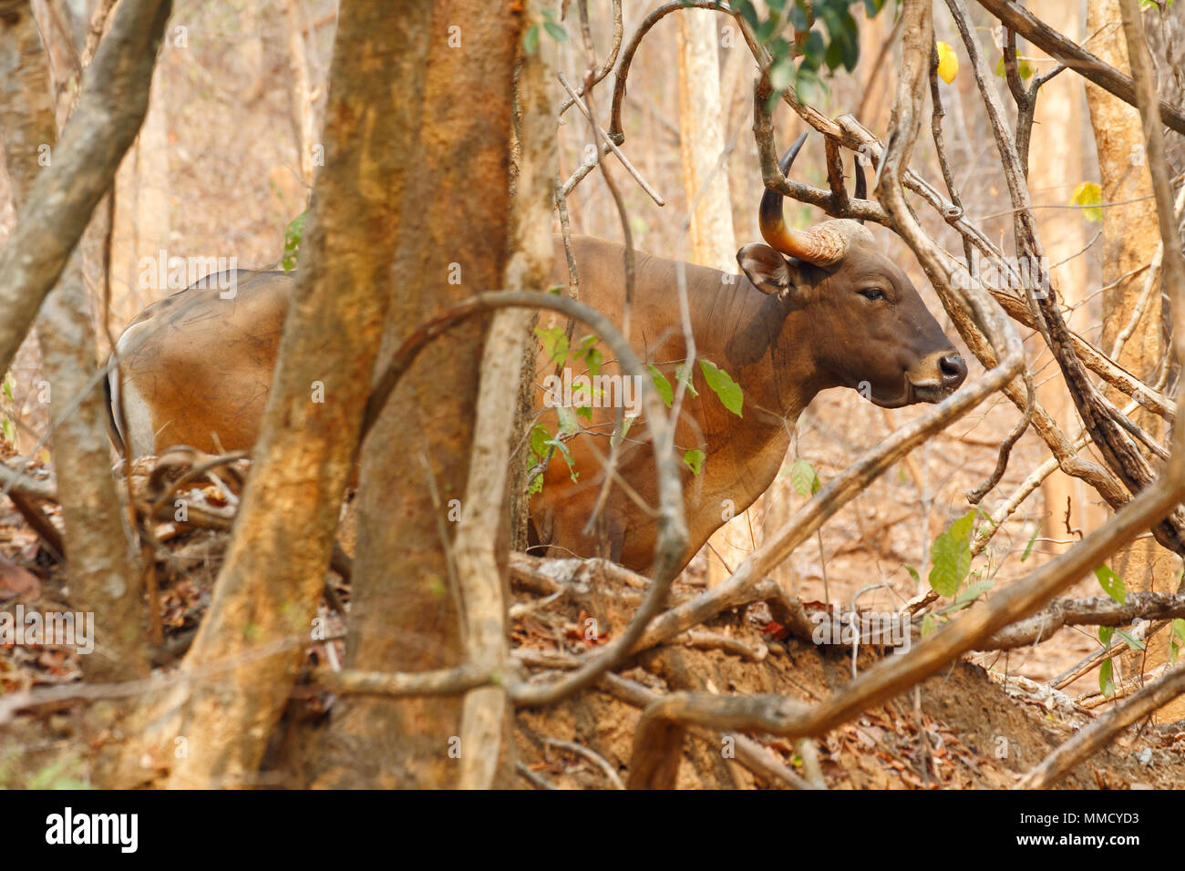 Los banteng (Bos javanicus - birmanicus) un ganado salvaje del Sudeste Asiático Foto de stock