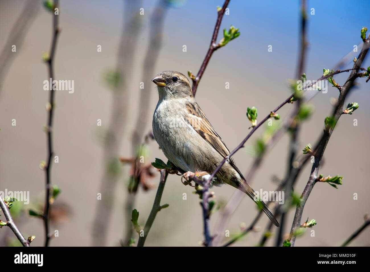 Hembra Gorrión Passer domesticus encaramado en un espino en primavera Foto de stock