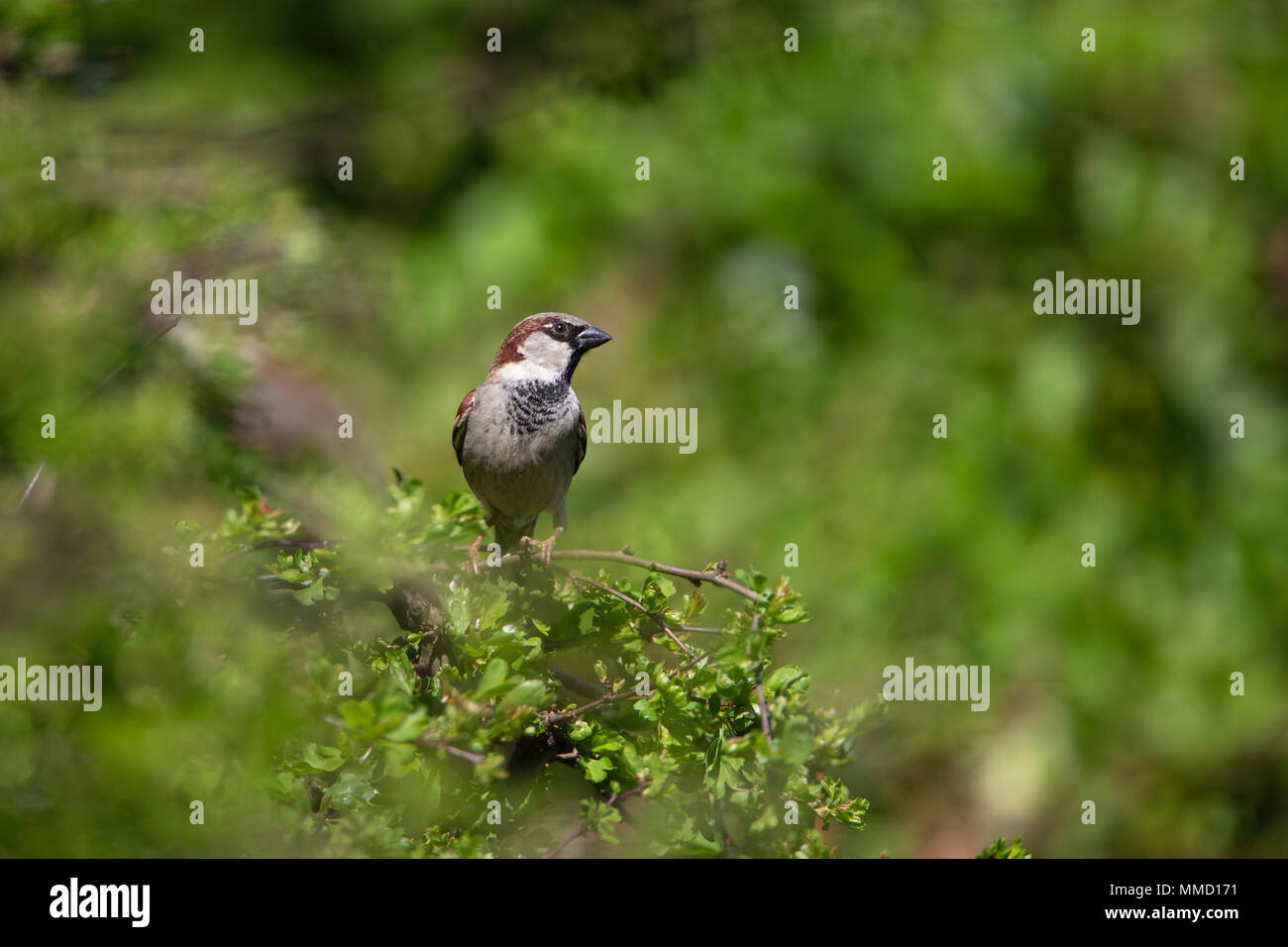 Macho Gorrión Passer domesticus encaramado en una pyracantha planta contra un fondo de follaje verde Foto de stock